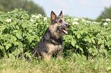 BOUVIER DES ARDENNES 015